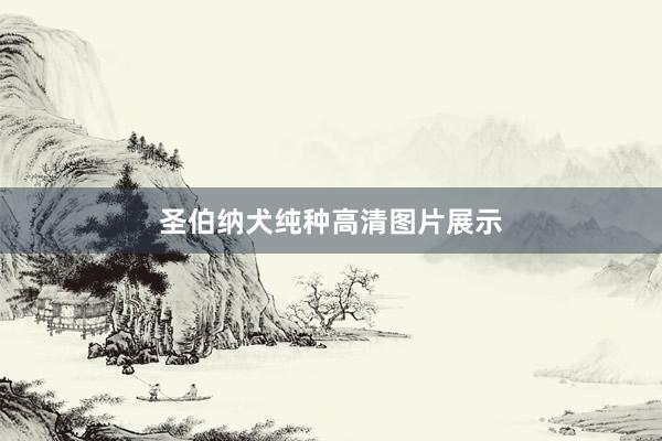 圣伯纳犬纯种高清图片展示