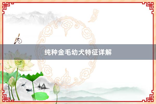 纯种金毛幼犬特征详解